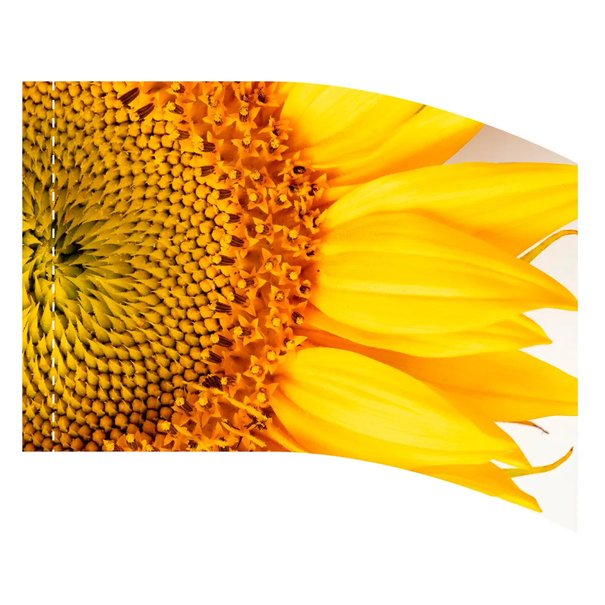 Flag Design 31710